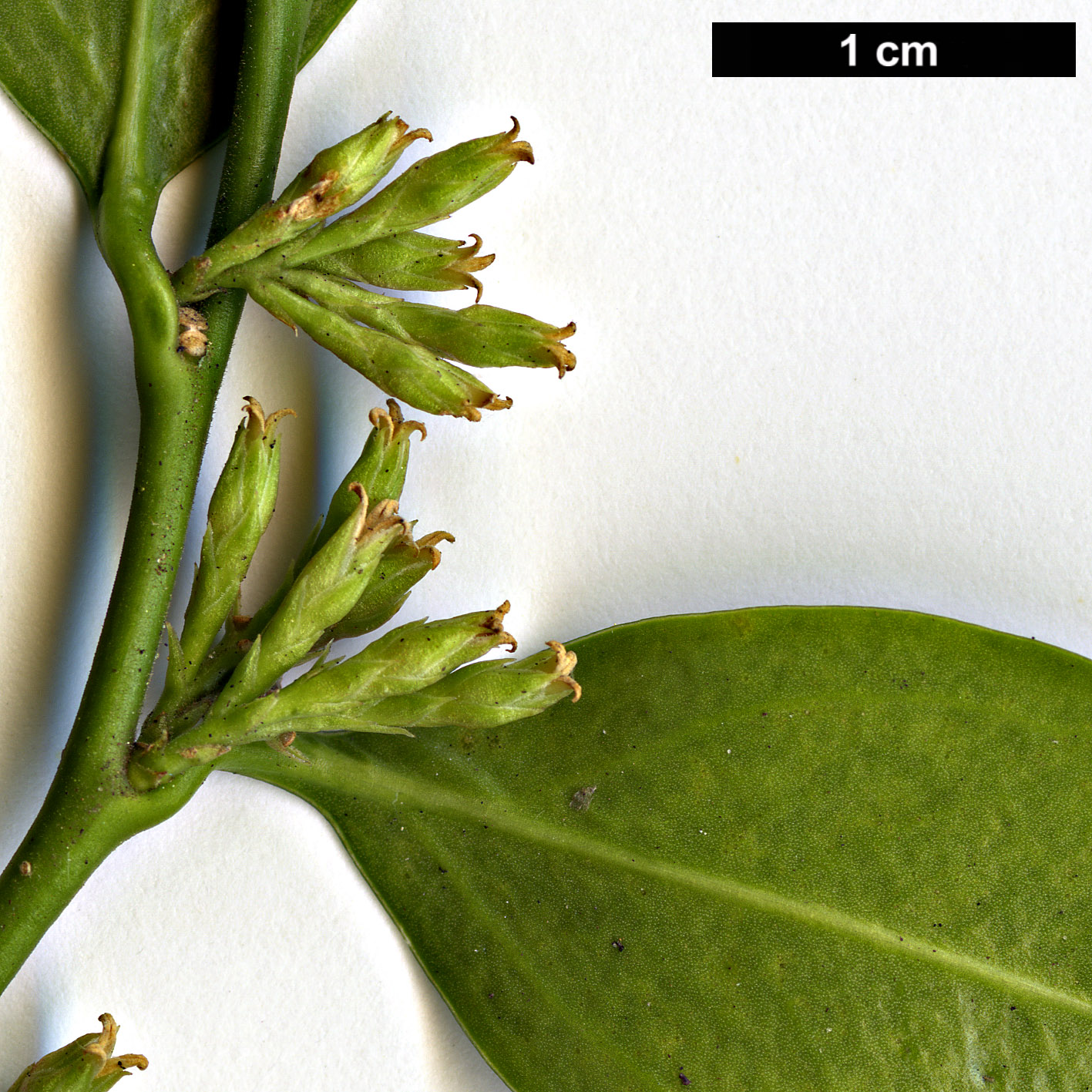 High resolution image: Family: Buxaceae - Genus: Sarcococca - Taxon: ruscifolia - SpeciesSub: var. chinensis